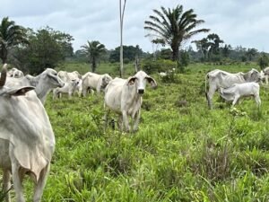 Criação de gado em fazenda no Pará.